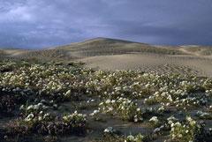 Algodones Dunes