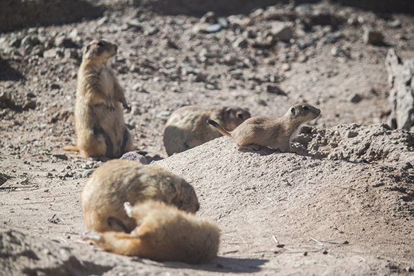 Photo of Black-tailed Prairie Dog