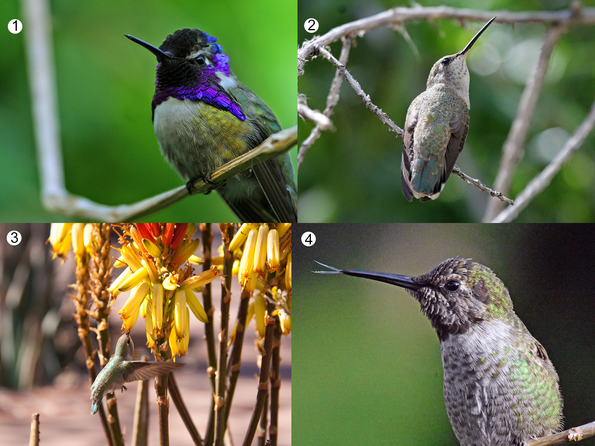 Photo of Costa's Hummingbird