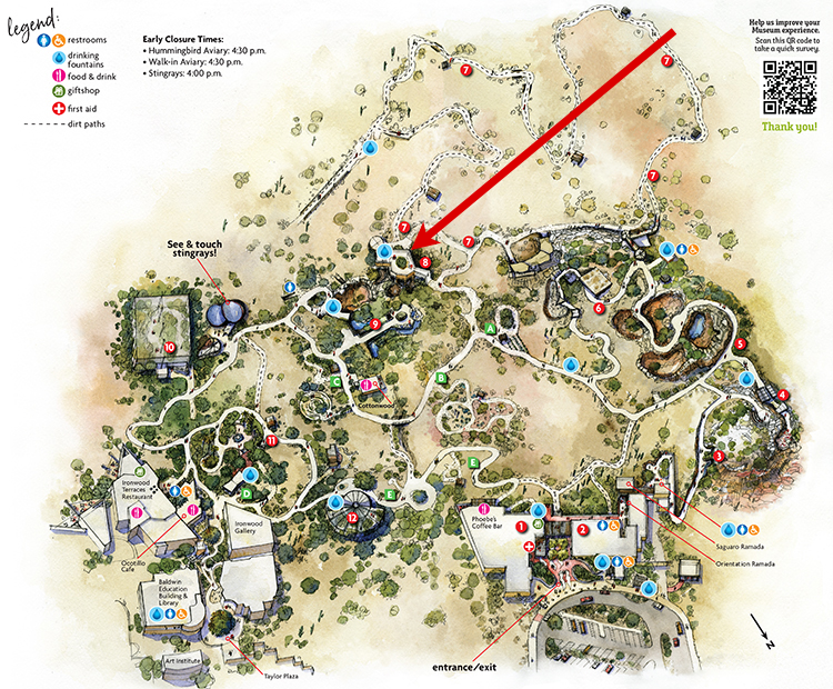 Museum map showing location of Gray Fox