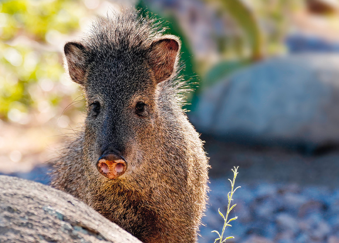 Photo of Javelina