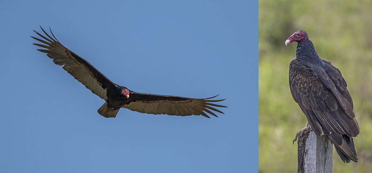 Photo of Turkey Vulture