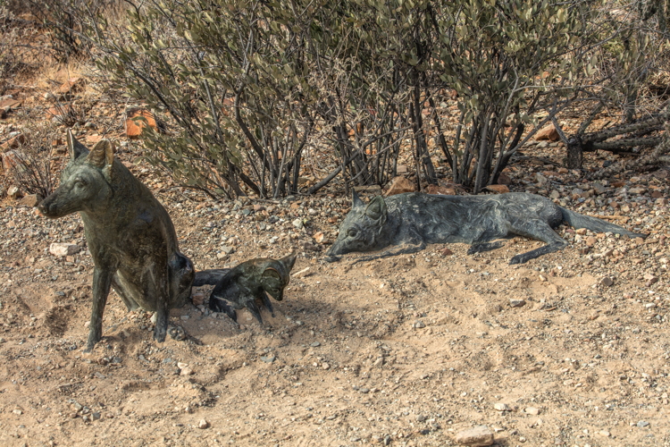 mark_rossi_coyote_family.jpg