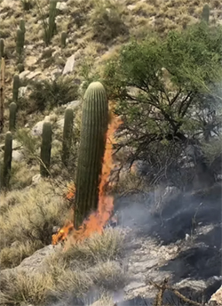 A saguaro-laden slope, with the foreground saguaro engulfed in flames