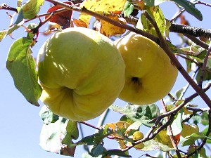 Apples on the tree