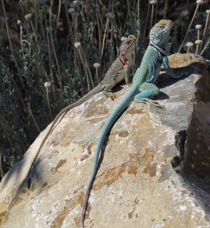 2 iguanas on a rock