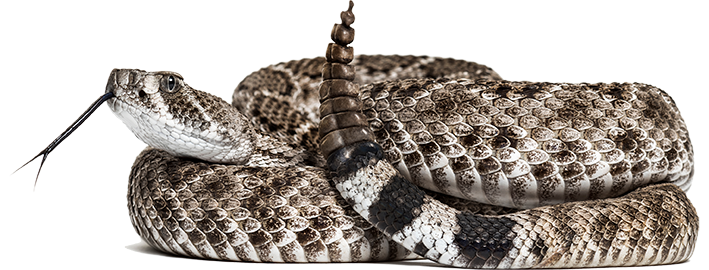 Coiled Rattlesnake