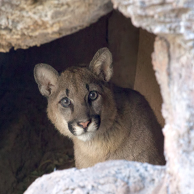 New Mountain Lion Cub peeking out from behind a rock.