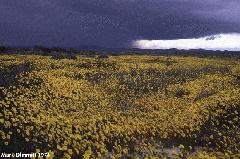 Coreopsis & t-storm