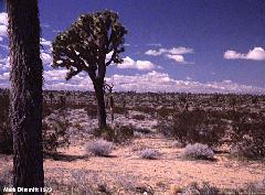 Edwards AFB