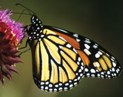 Monarch Butterfly