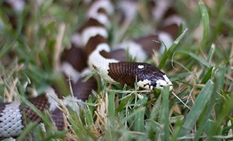 Photo of a snake