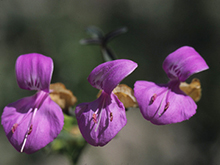 Arizona Foldwing