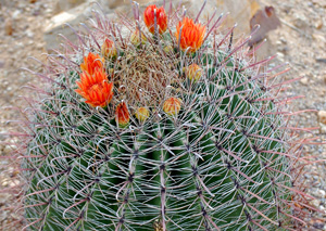 Close up of the characteristic fish hooks on the fishhook barrel cactus