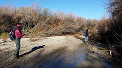 Staff surveying for mud turtles