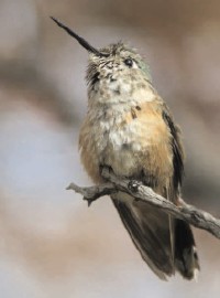 Broad-tailed Hummingbird