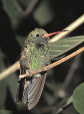 Broad-billed