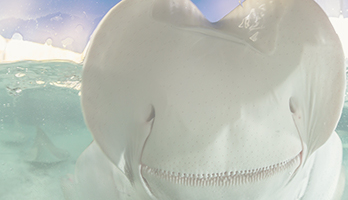 Stingray against glass