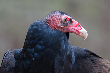 Turkey Vulture - Head