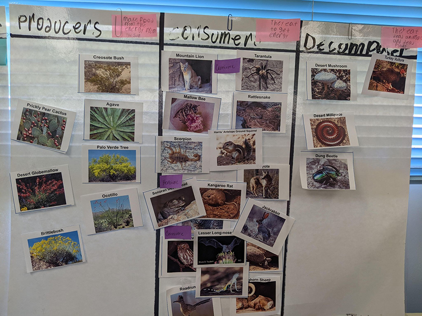 A presentation classifying plants and animals into three categories