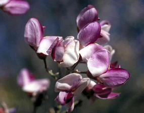 Close up photo of an Ironwood tree blossom