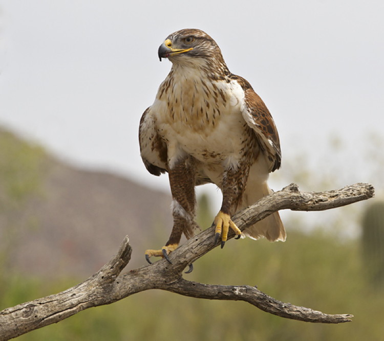 Ferruginous Hawk by Ned Harris