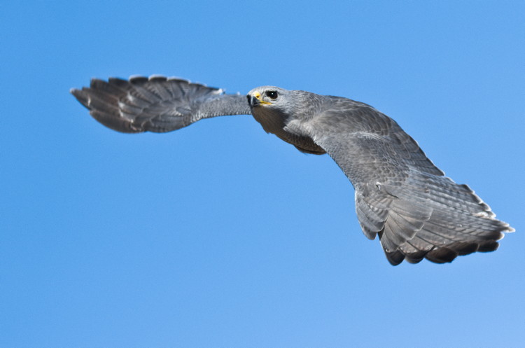 Gray Hawk by Ian Collier