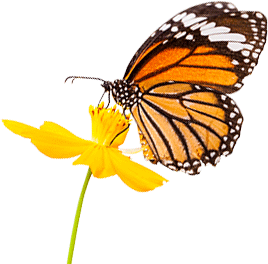 Photo of a monarch butterfly