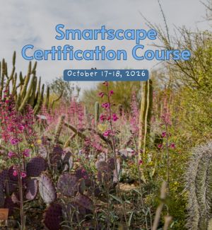 Cactus garden on a spring day