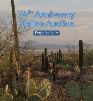 Landscape of the Sonoran Desert