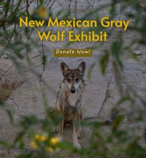 Mexican Gray Wolf posing by a tree in its enclosure.