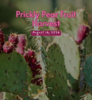 Prickly Pear Harvest
