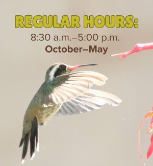 A hummingbird with text 