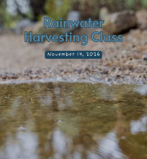 Rainwater at the Desert Museum.