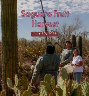 Individuals using harvesting poles to gather Saguaro fruit.