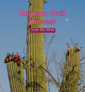 Saguaro fruiting