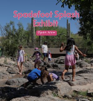 Children playing at our Spadefoot Splash exhibit