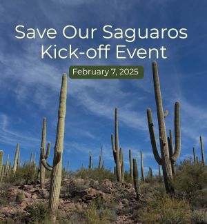 Saguaros in the sky