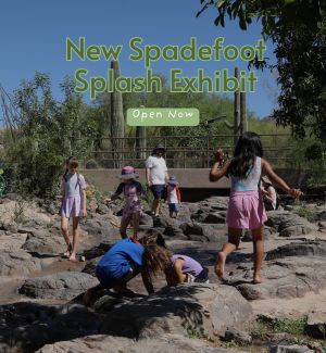 Children playing at spadefoot splash exhibit.
