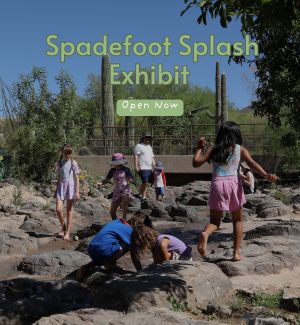 Children playing at our Spadefoot Splash exhibit