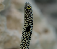 Garden Eel - Aquarium