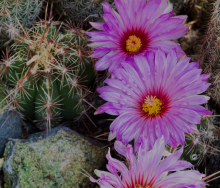 Cactus Flower - Botanical Garden