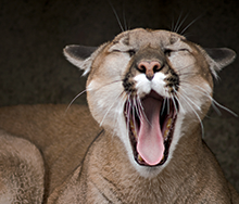 Mountain Lion - Zoo