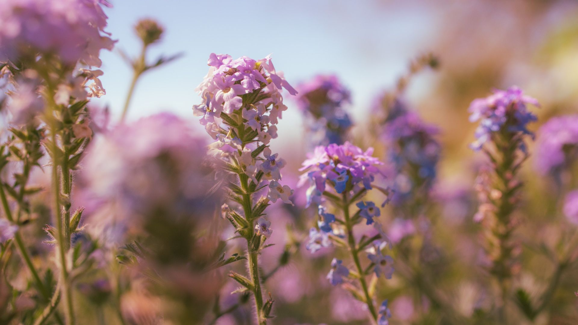  Fall Plant Sale