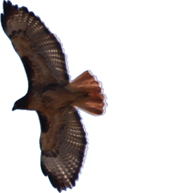 Ferruginous Hawk