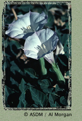 Datura photo by Al Morgan