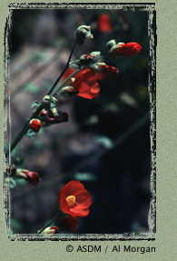 Photo of Globemallow by Al Morgan