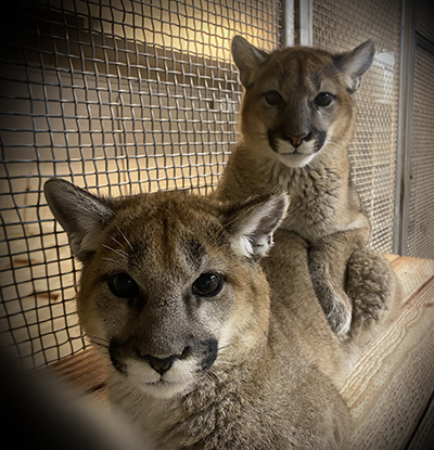 Two mountain lion cubs