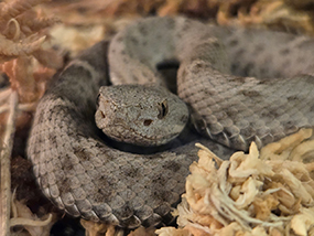New Mexico Ridge-nosed Rattlesnake