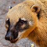 Coati